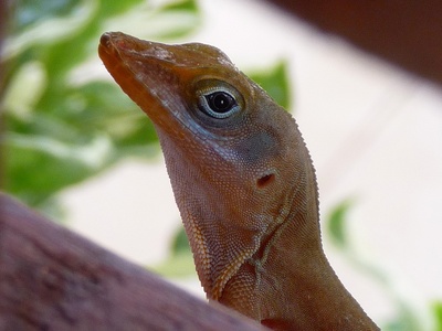 Antigua Bank Anole