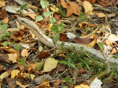 Antiguan Racer