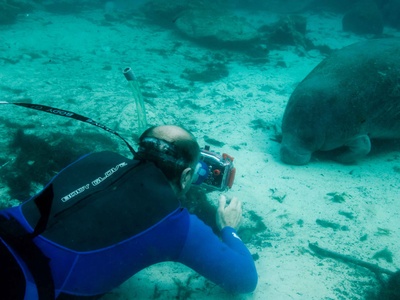 Antillean Manatee