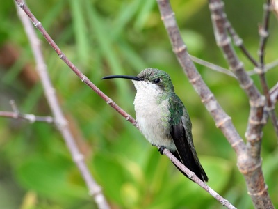Antillean Mango