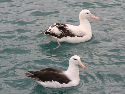 Antipodean Albatross