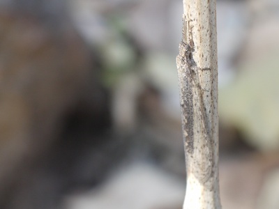 Antlion