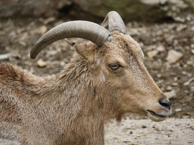 Aoudad