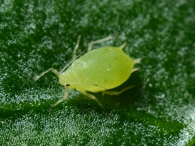 Aphid