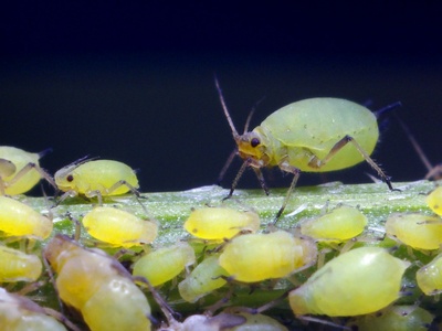 Aphid