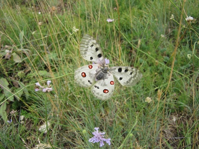 Apollo Butterfly