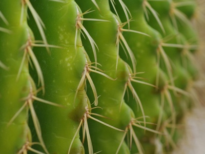 Apopa Pincushion Cactus