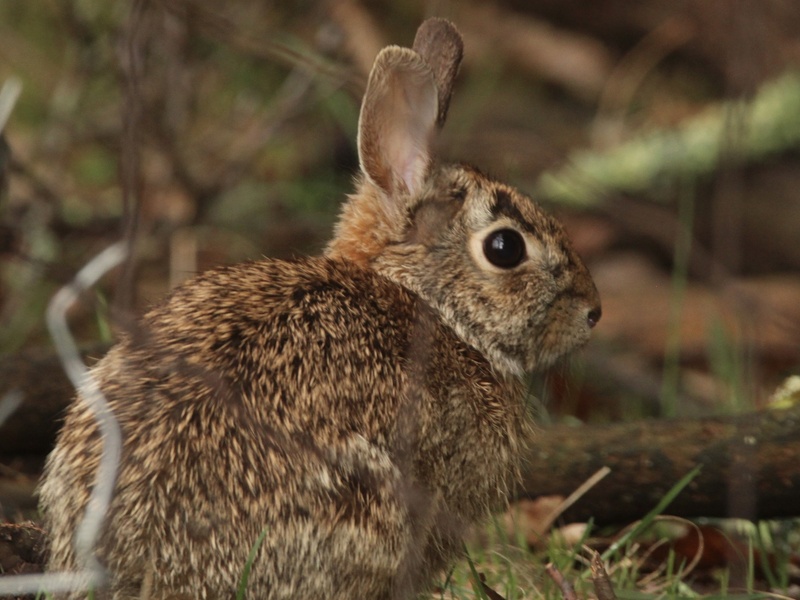 Appalachian Rabbit The Complete List of Mammals That Start With A - Flora Fauna Fun