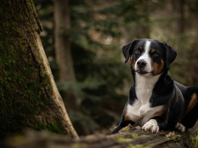 Appenzeller Sennenhund