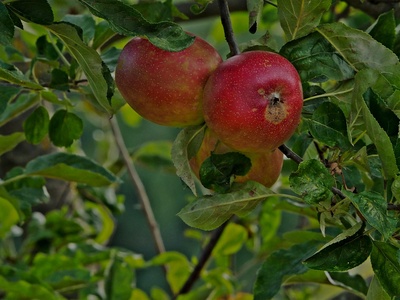 Apple (Jabuka)