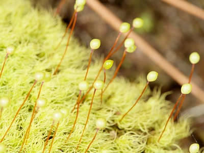 Apple moss