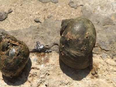 Apple snail