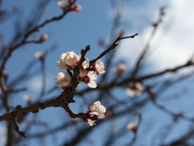 Apricot (Kajsija)