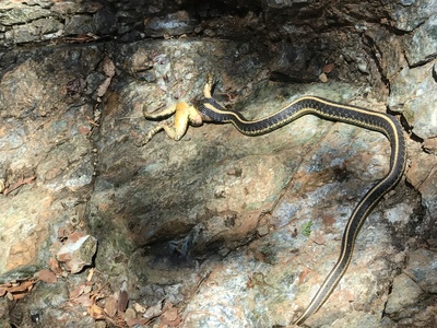 Aquatic Garter Snake