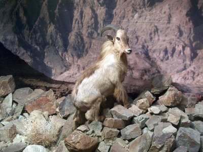Arabian Tahr