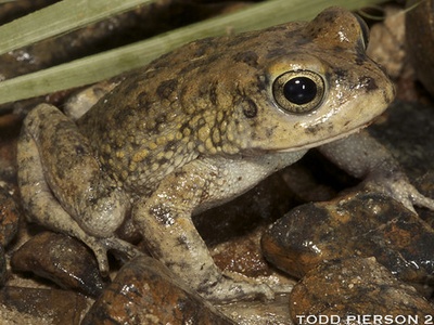 Arabian toad