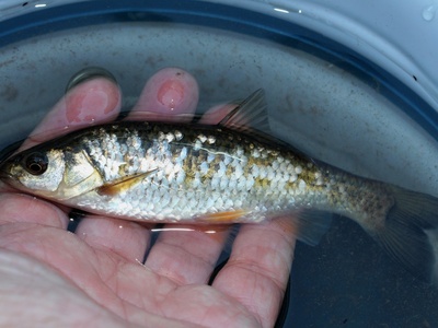 Arade Chub