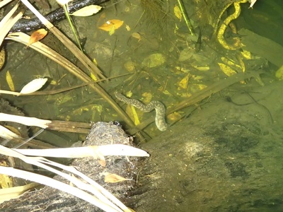 Arafura File Snake