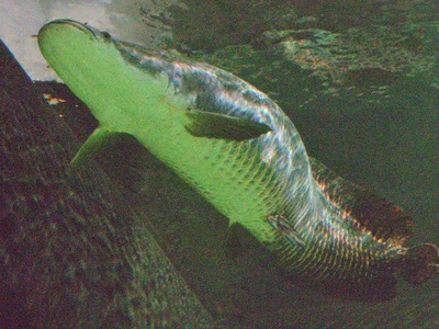 Arapaima