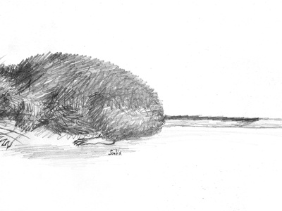 Arboreal Chinchilla Rat