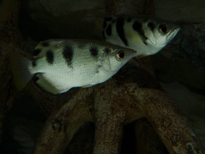 Archerfish
