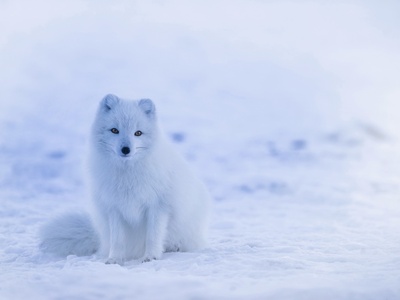 Arctic Fox