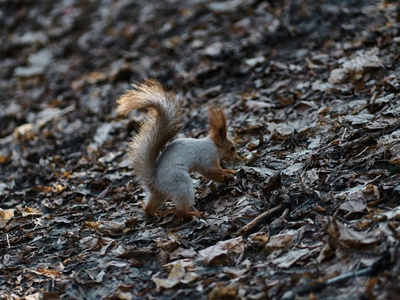 Arctic Ground Squirrel