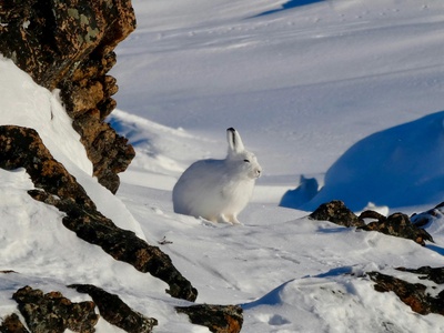 Arctic hare