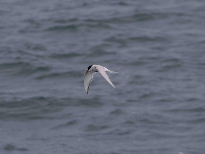 Arctic Tern