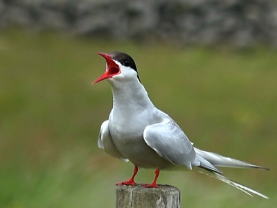 Arctic tern