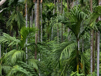 Areca palm