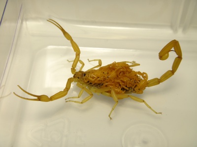 Arizona bark scorpion