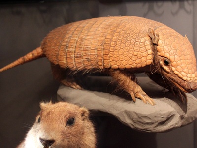 Armadillo