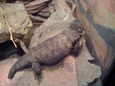 Armadillo lizard