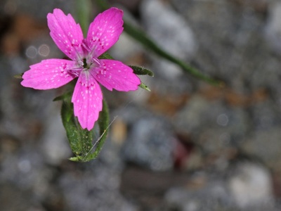 Armeria