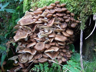 Armillaria (honey fungus)