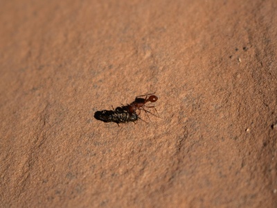Army Ant Guest Beetle