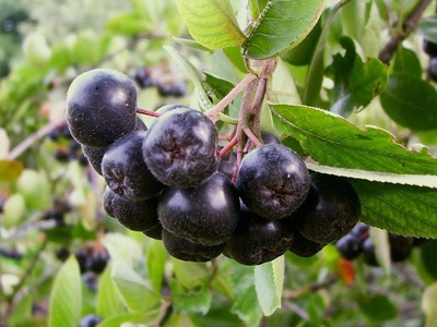 Aronia (Chokeberry)
