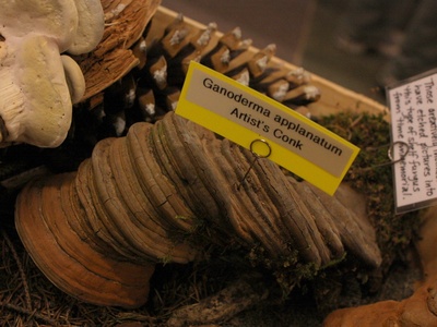 Artist's Conk