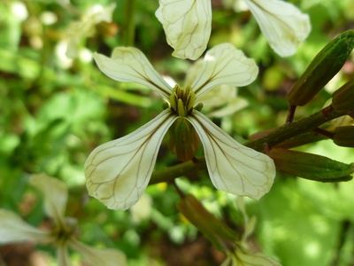 Arugula / Rocket