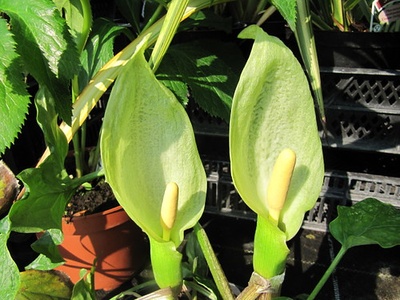 Arum
