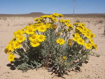 Ashy Dogweed