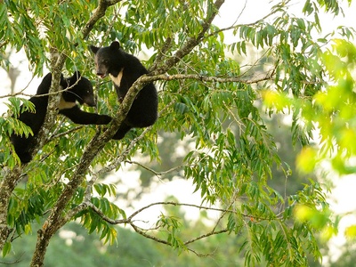 Asian Black Bear