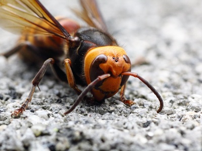 Asian giant hornet