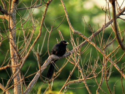 Asian Koel