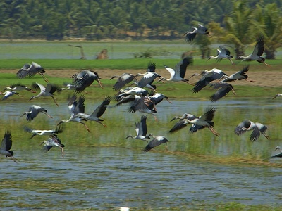 Asian Openbill