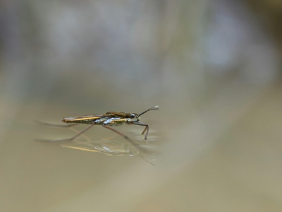 Asian Tiger Mosquito