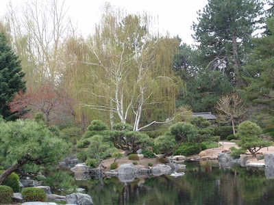 Asian white birch