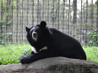 Asiatic black bear
