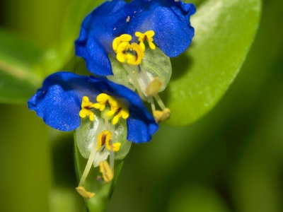 Asiatic Dayflower